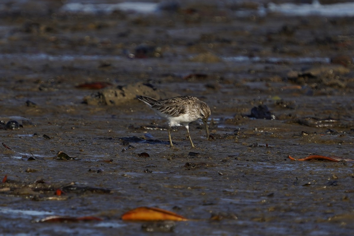 Broad-billed Sandpiper - ML643126509