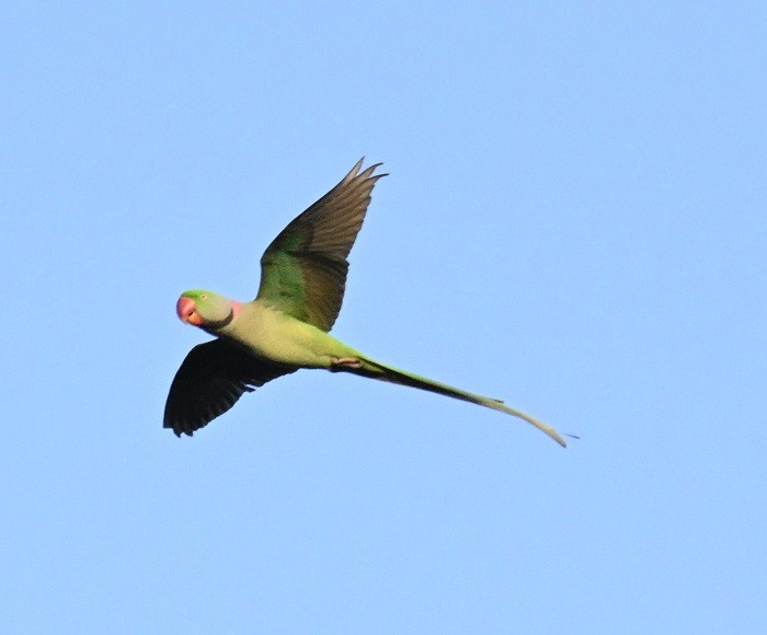 Alexandrine Parakeet - ML643126510