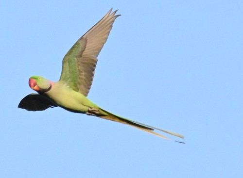 Alexandrine Parakeet - ML643126511