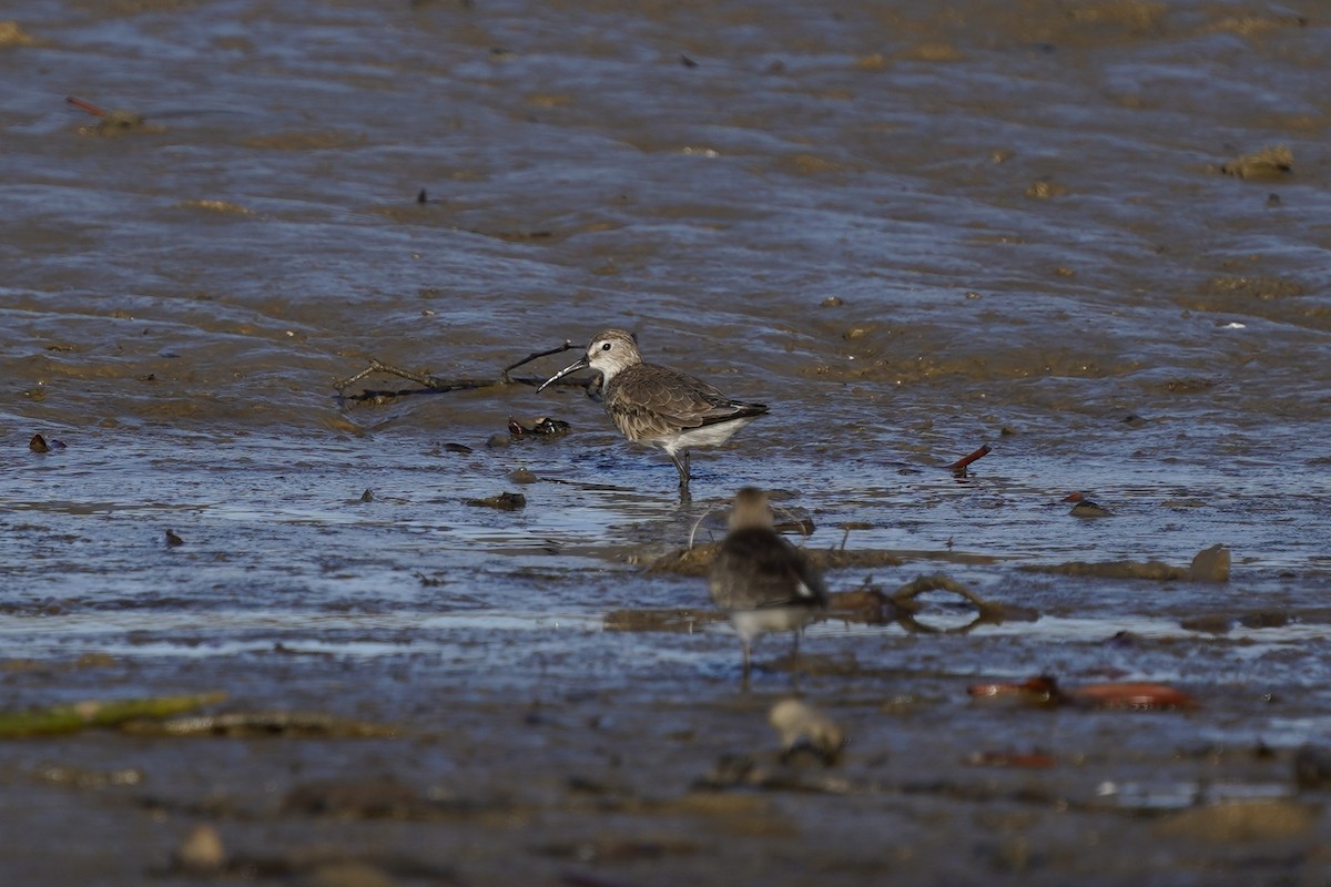Curlew Sandpiper - ML643126512