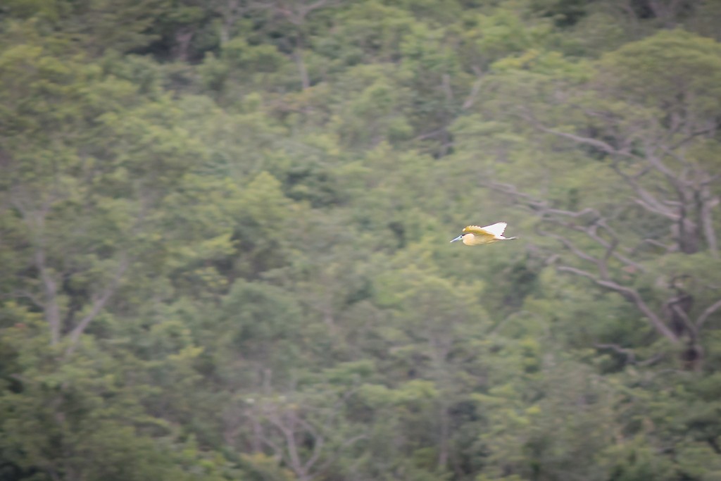 Capped Heron - ML643126513