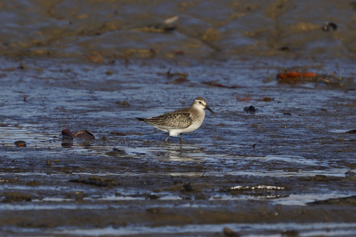Curlew Sandpiper - ML643126517