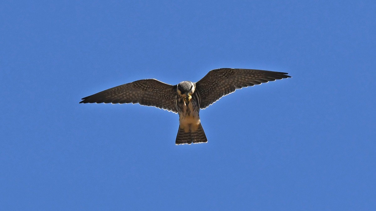 Eurasian Hobby - ML643126532