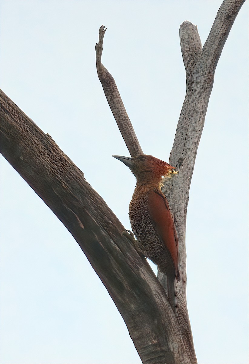 Mennigspecht - ML643126537