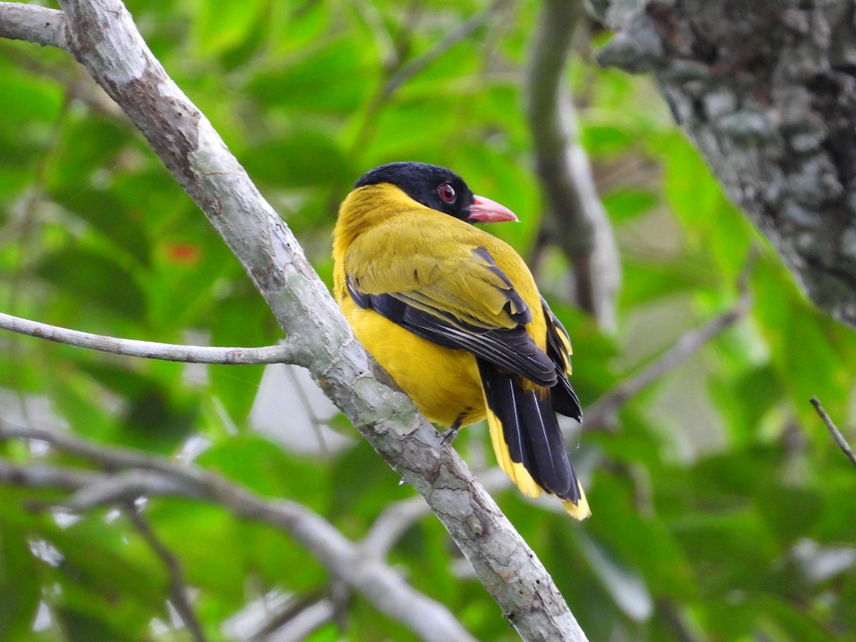Black-winged Oriole - ML643126543