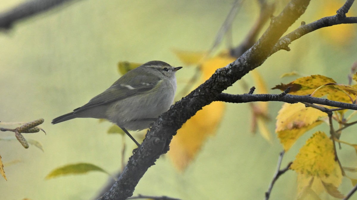 Hume's Warbler - ML643126545