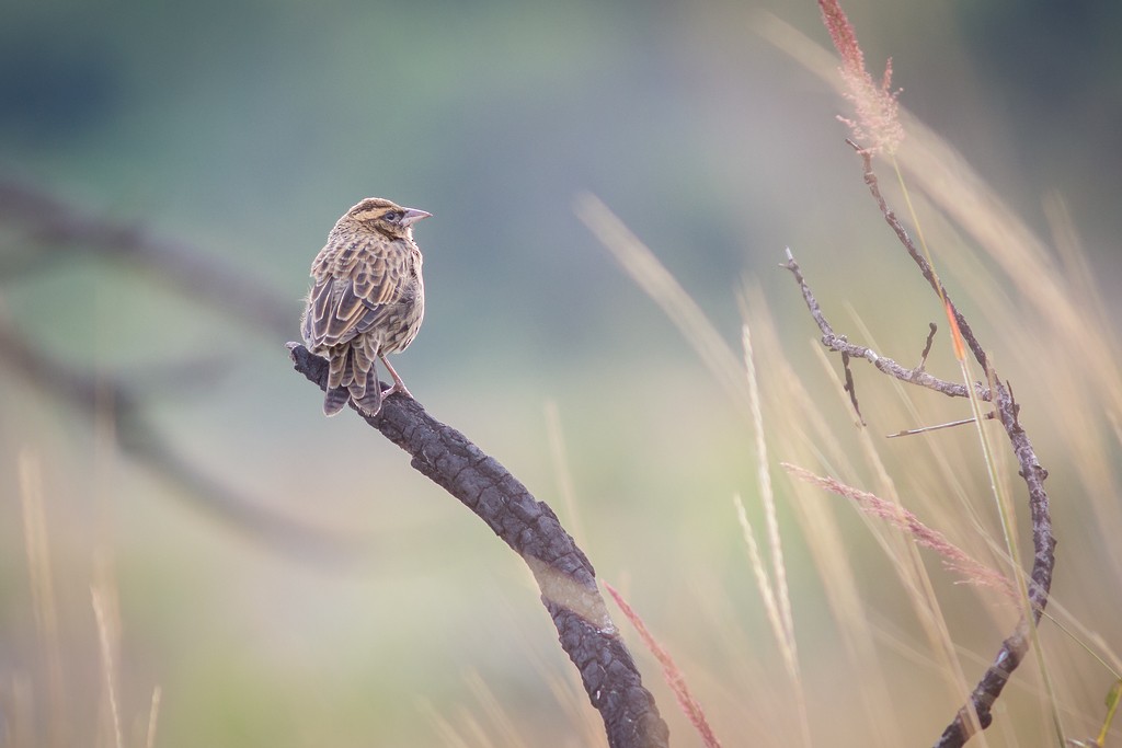 White-browed Meadowlark - ML643126546