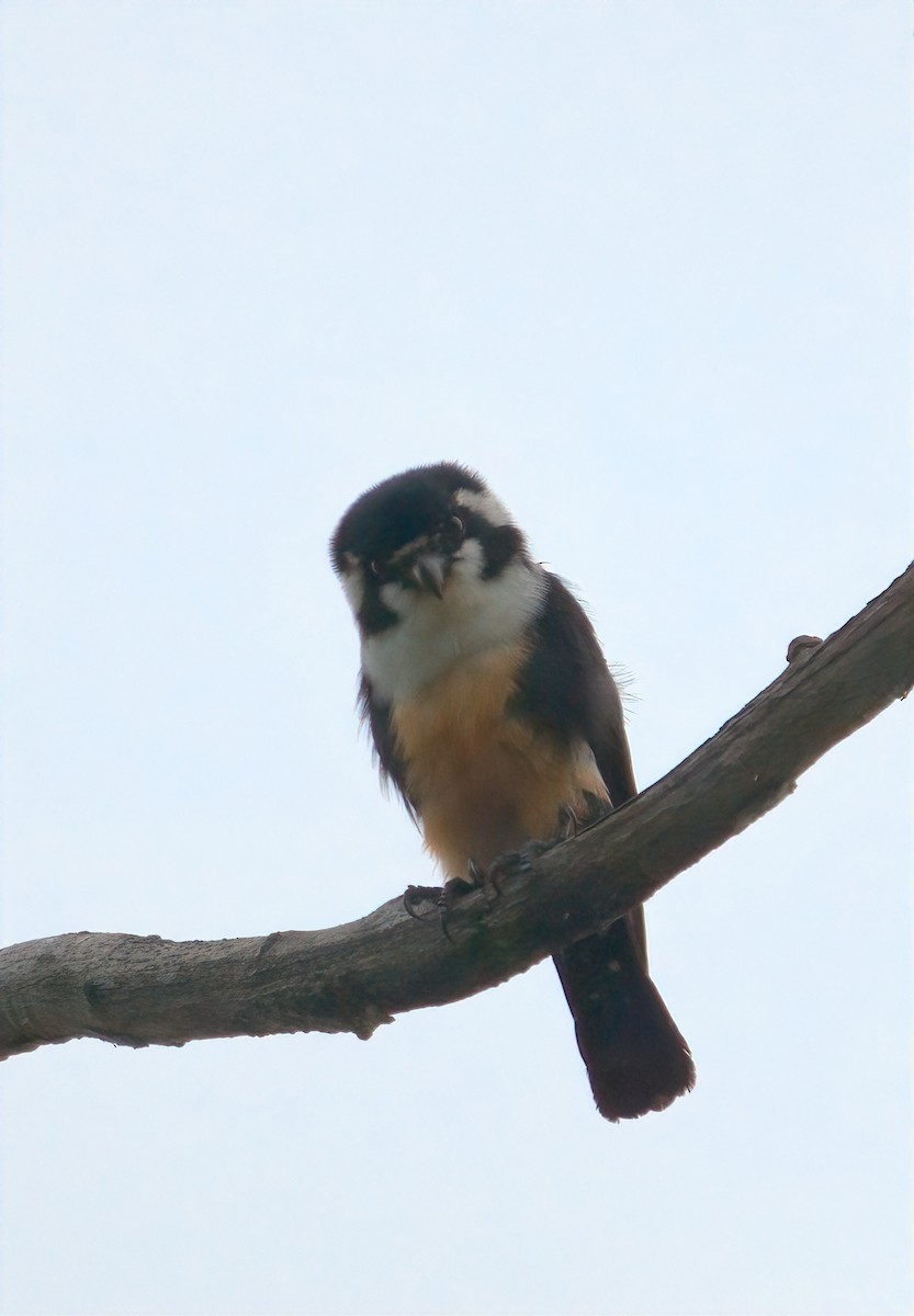 Black-thighed Falconet - ML643126560