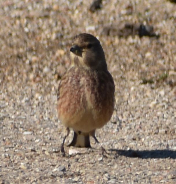 Eurasian Linnet - ML643126561