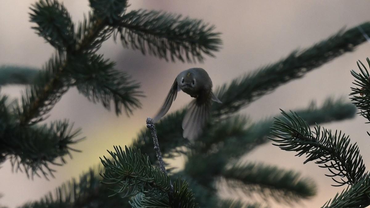 Goldcrest - ML643126563