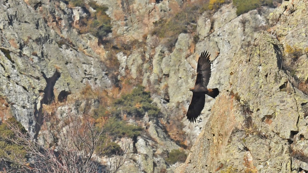 Golden Eagle - ML643126577