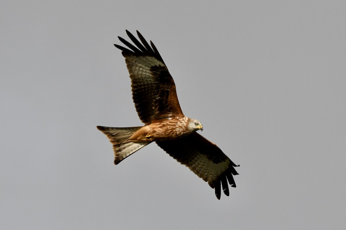 Red Kite - ML643126586