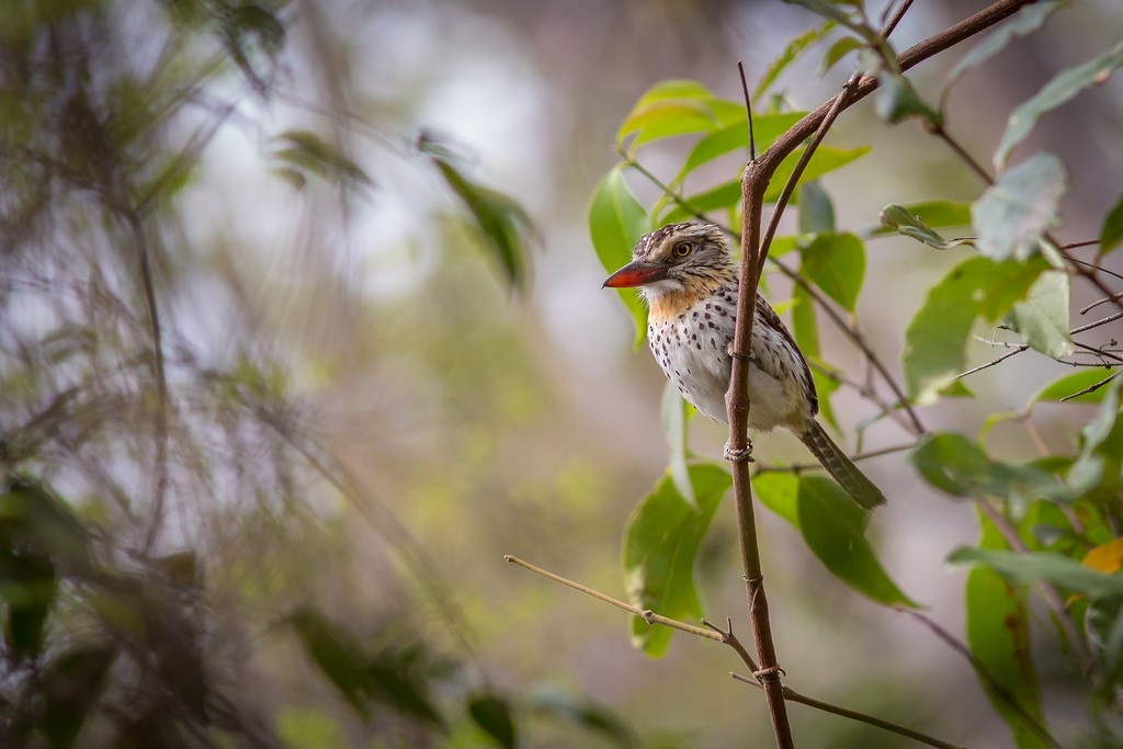 Fleckmantel-Faulvogel (maculatus) - ML643126598