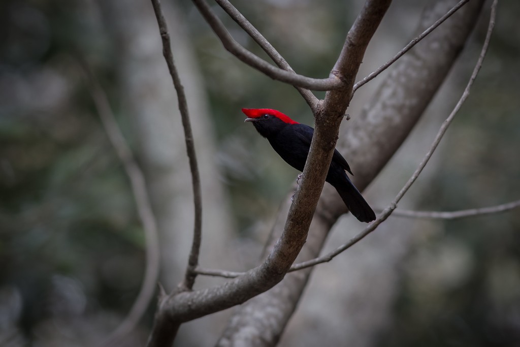 Helmeted Manakin - ML643126600