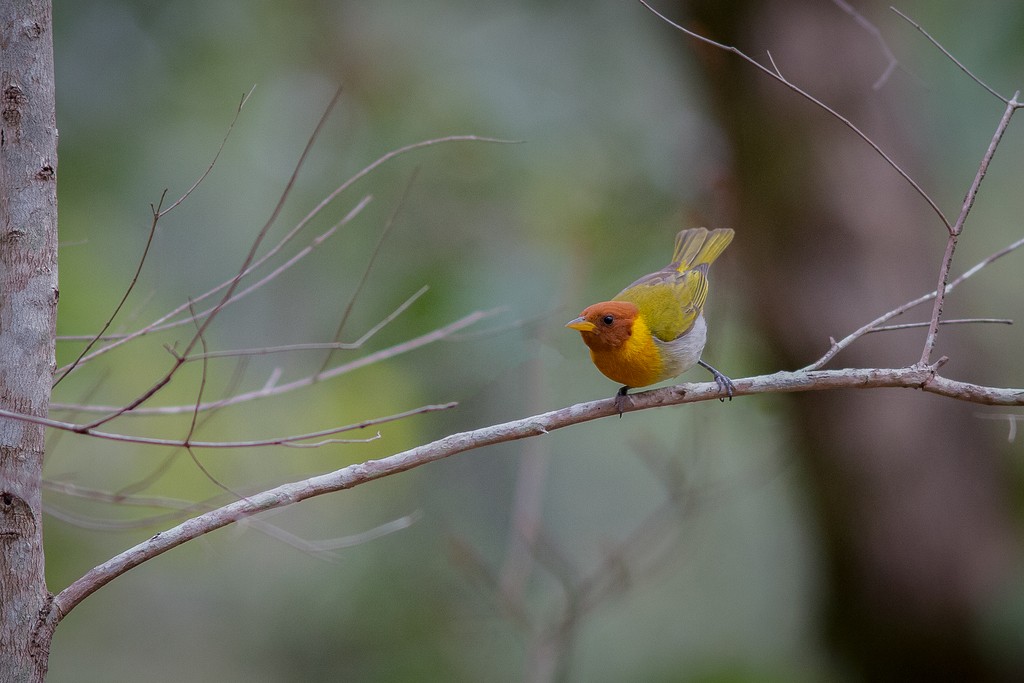 Rufous-headed Tanager - ML643126602
