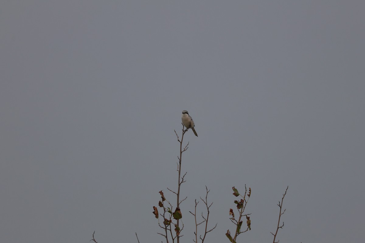 Chinese Gray Shrike - ML643126610