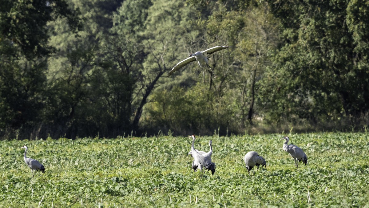 Common Crane - ML643126617