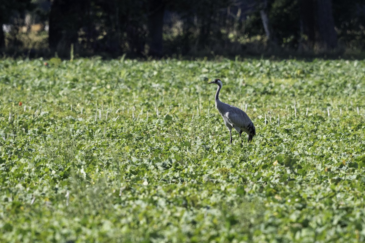 Common Crane - ML643126627