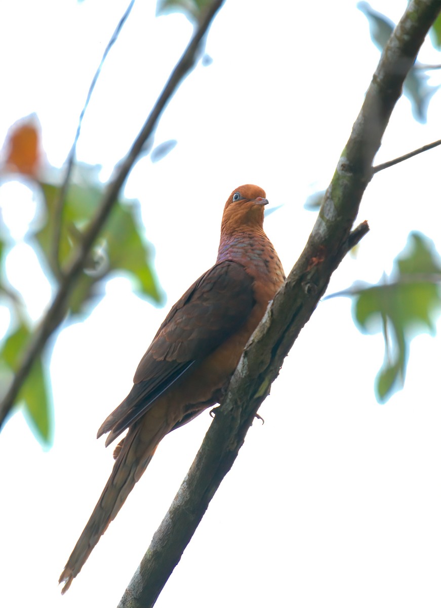 Little Cuckoo-Dove - ML643126633