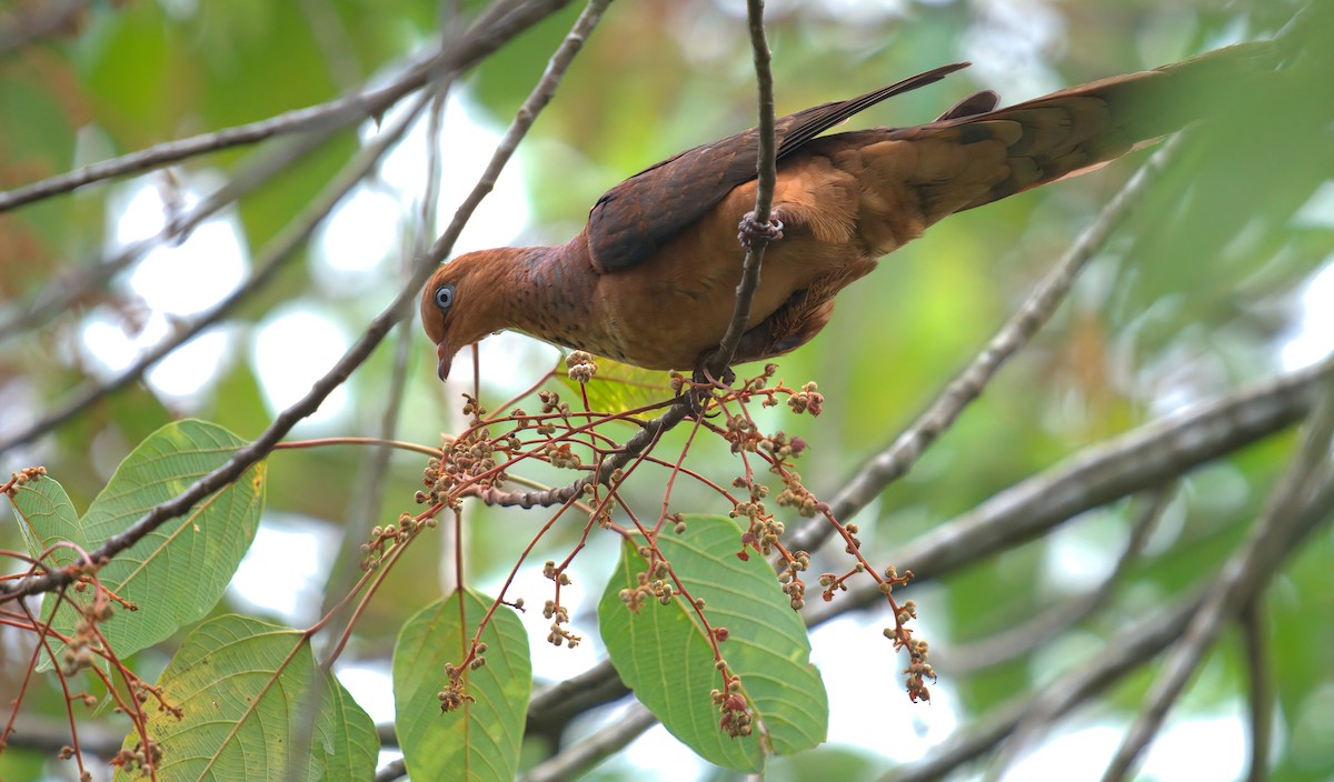 Little Cuckoo-Dove - ML643126634