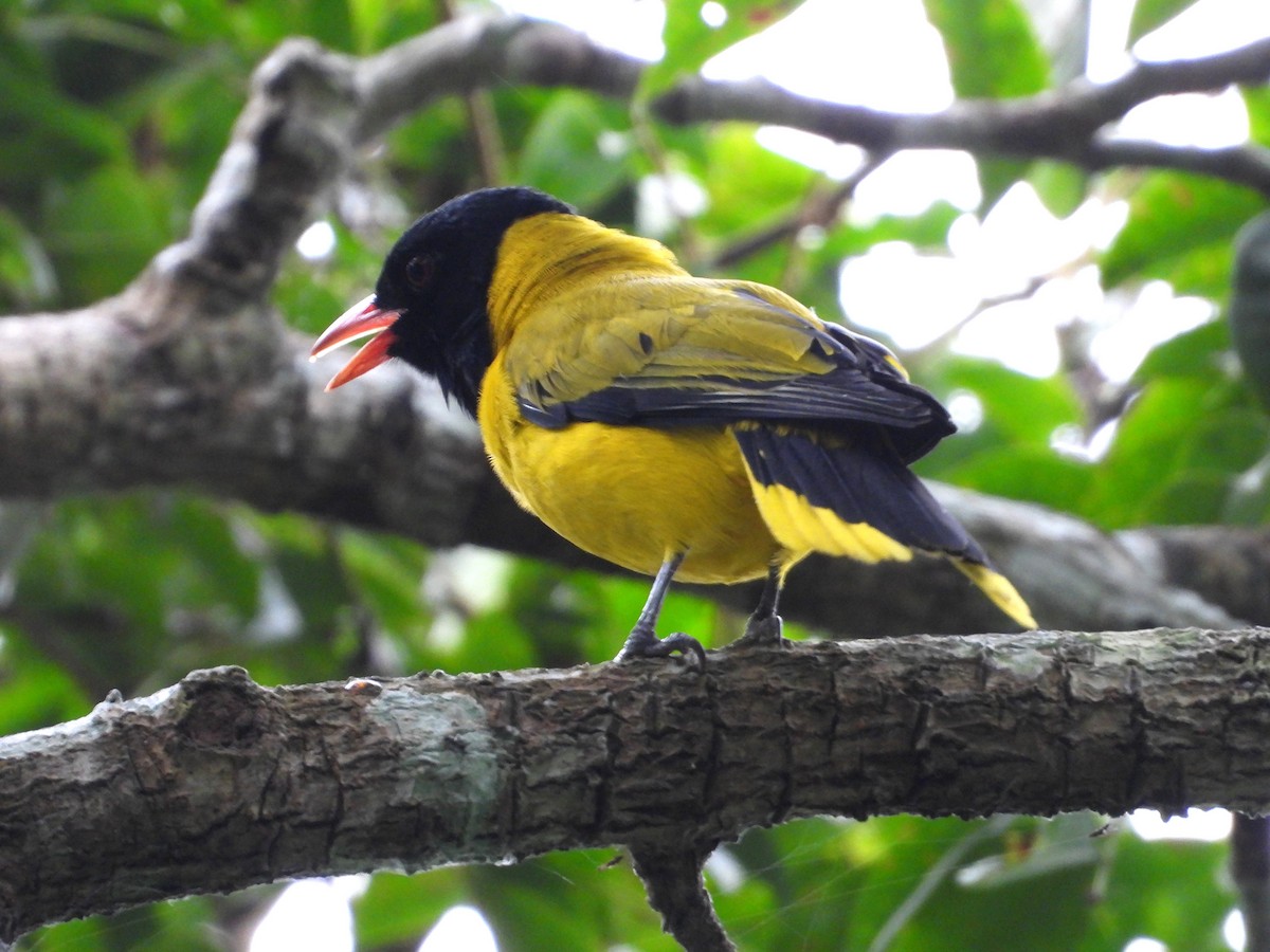 Black-winged Oriole - ML643126653