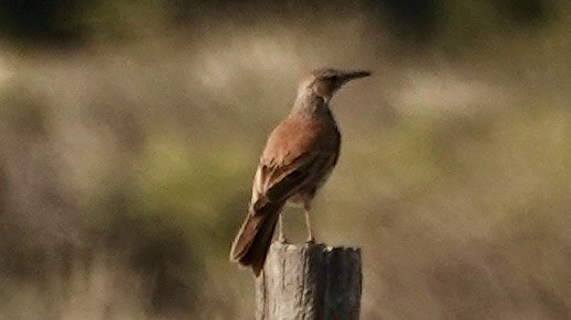 Karoo Long-billed Lark (Karoo) - ML643126677