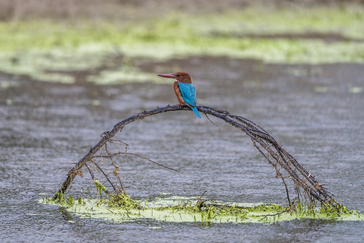 White-throated Kingfisher - ML643126681
