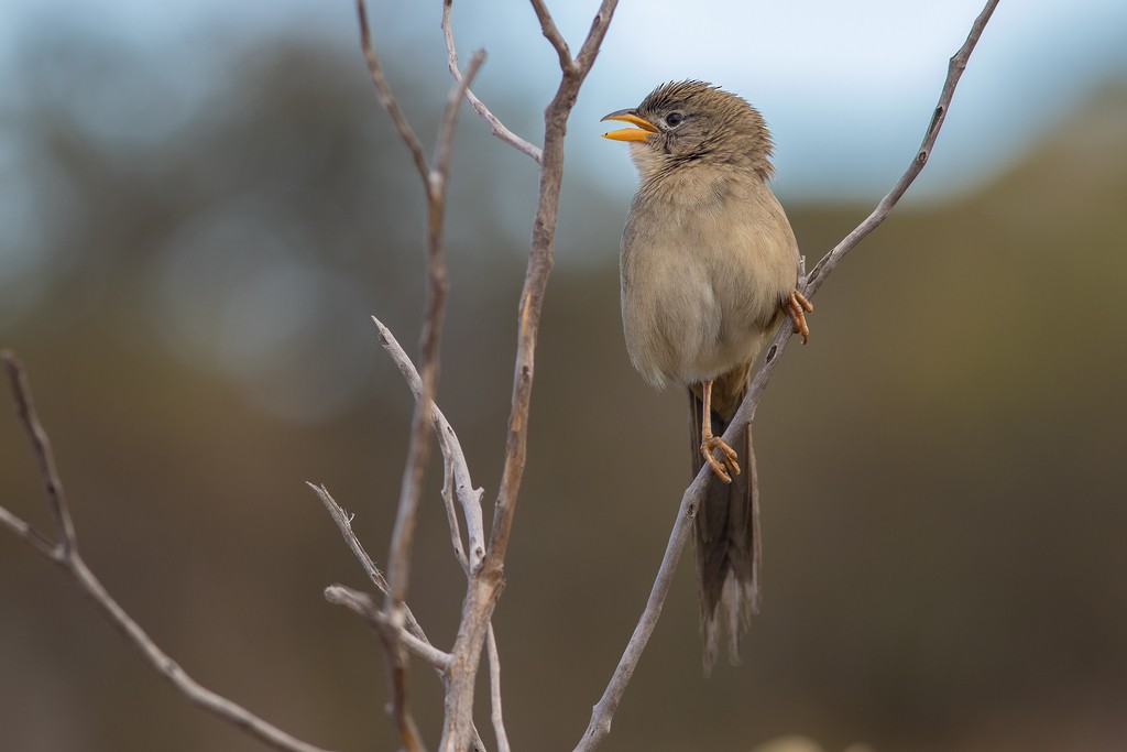 Wedge-tailed Grass-Finch - ML643126686