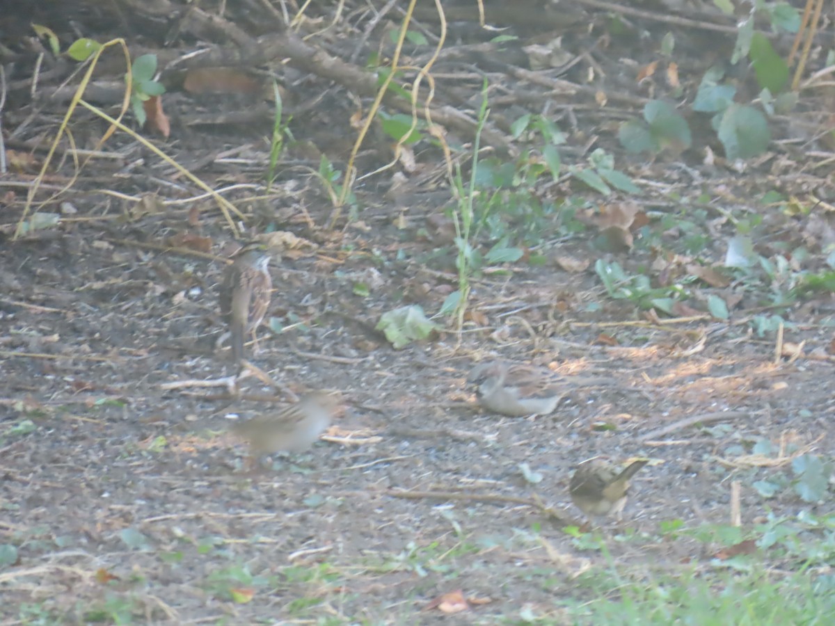 White-crowned Sparrow - ML643126692