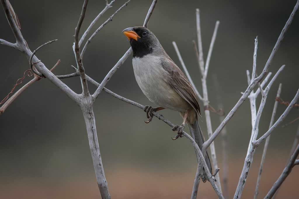 Black-throated Saltator - ML643126693
