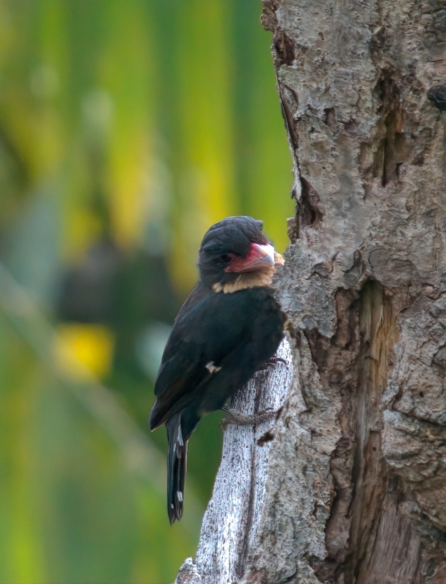 Dusky Broadbill - ML643126704