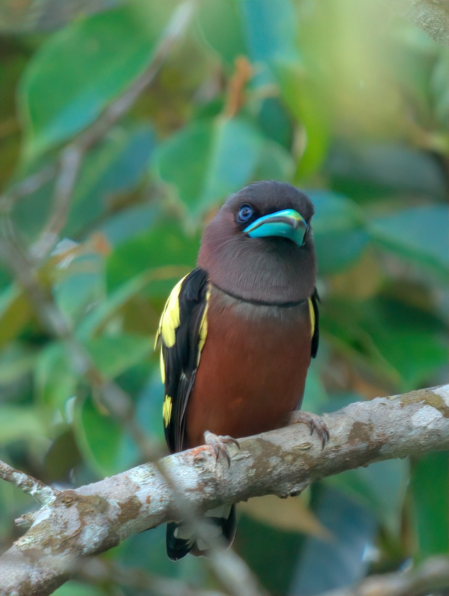 Banded Broadbill - ML643126712