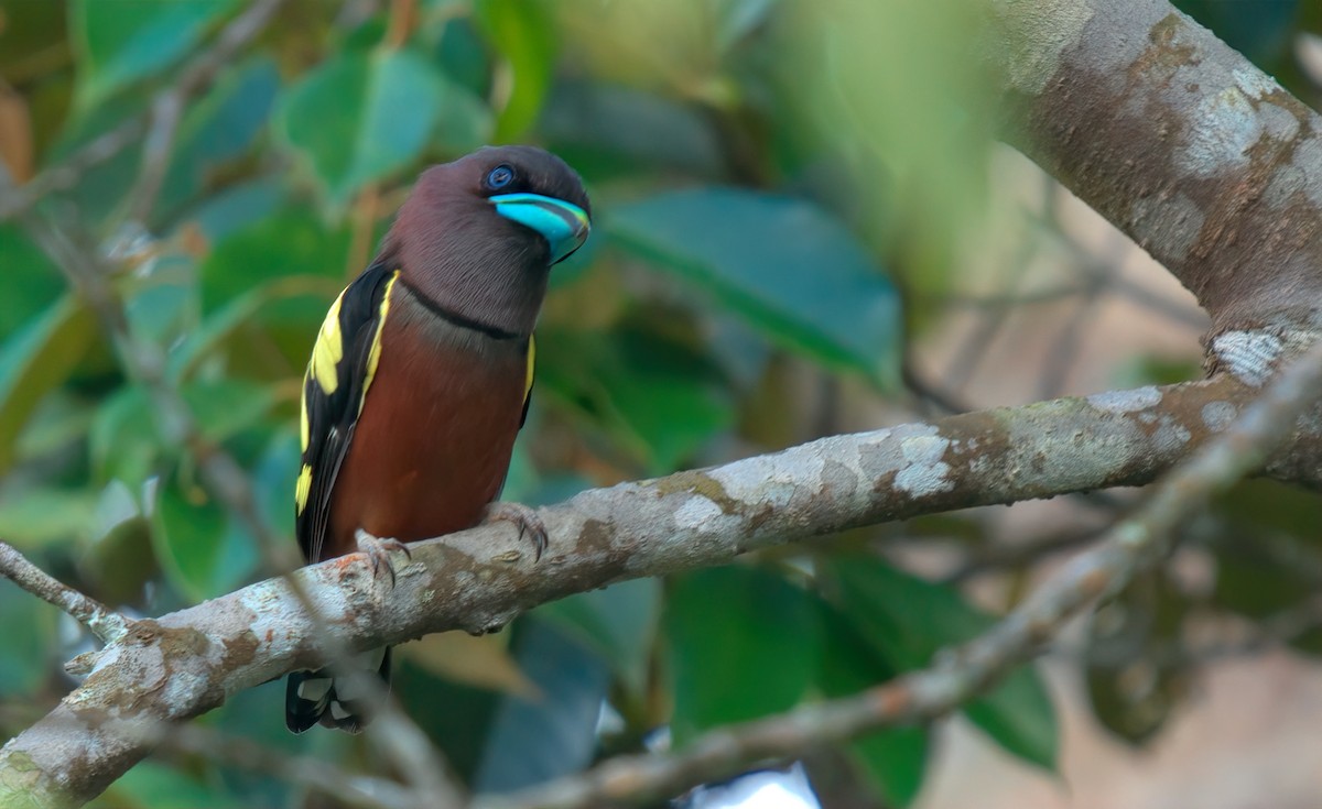 Banded Broadbill - ML643126713