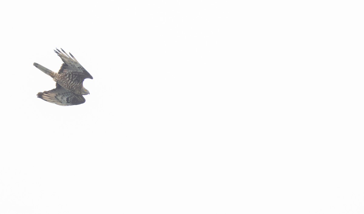 European Honey-buzzard - ML643126731