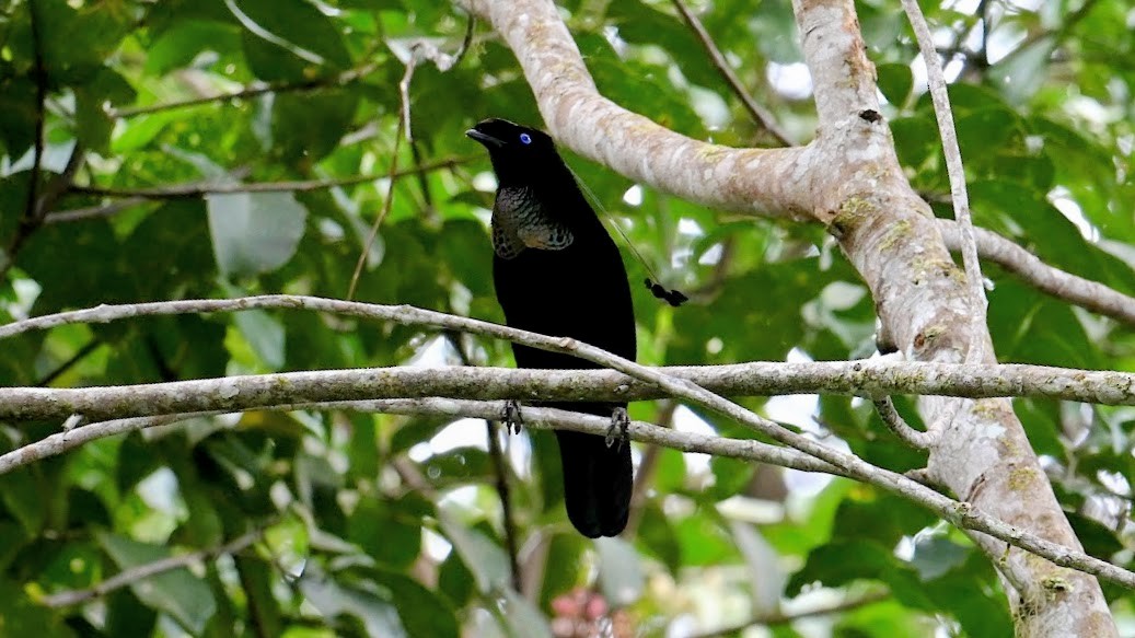 Western Parotia - ML643126740