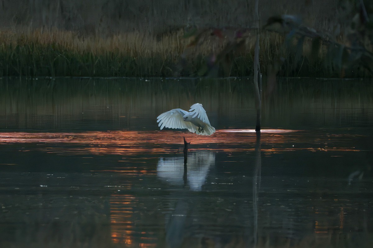 Little Corella - ML643126795