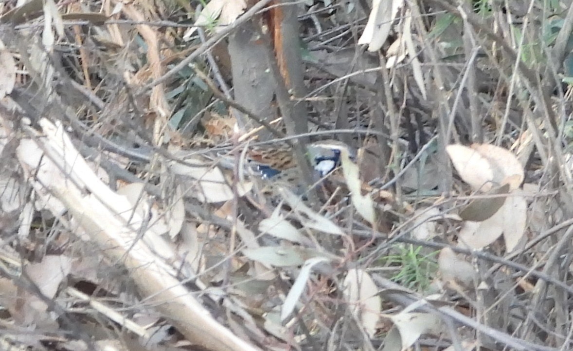 Spotted Quail-thrush - ML643126800