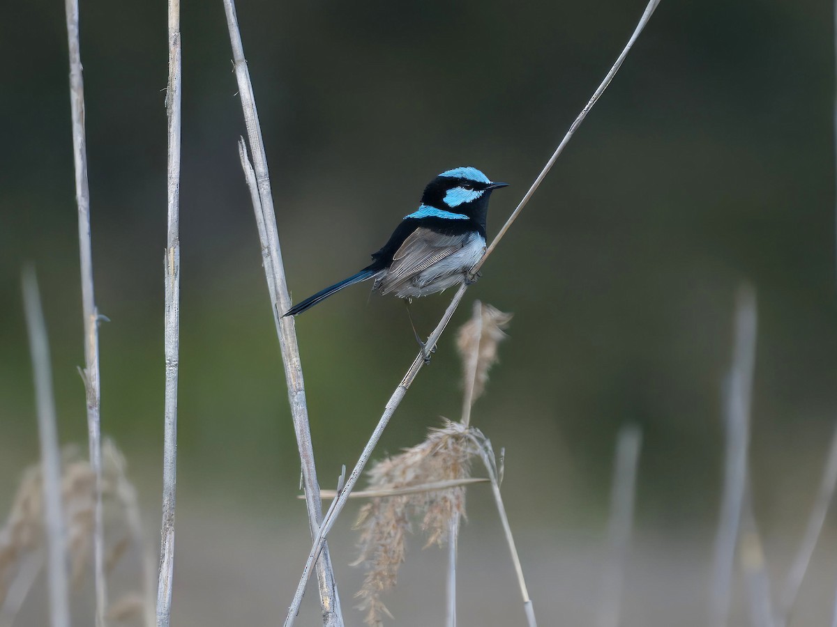 Superb Fairywren - ML643126802