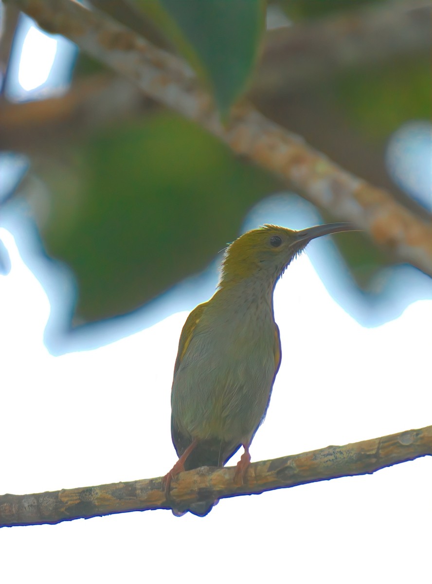 Gray-breasted Spiderhunter - ML643126813