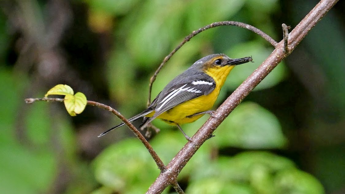 Black-breasted Boatbill - ML643126821