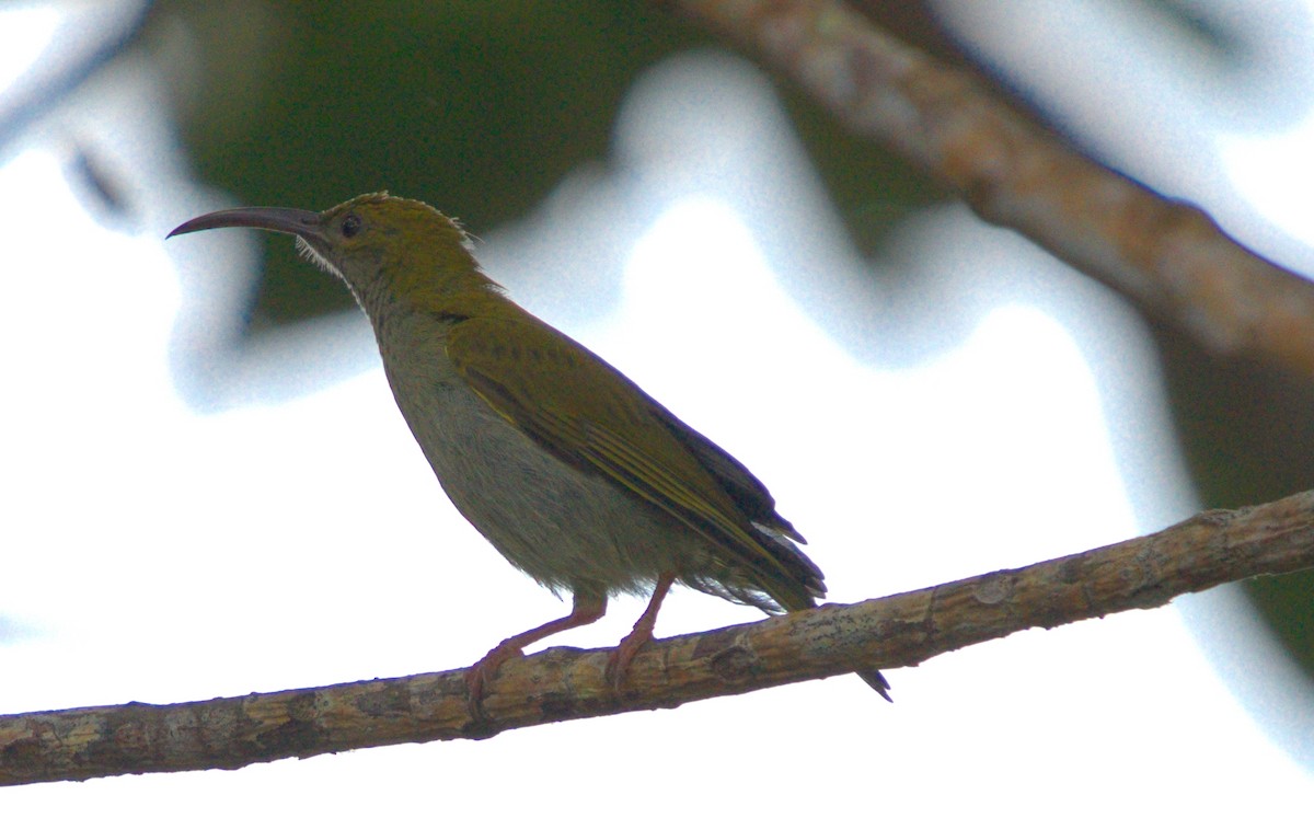 Gray-breasted Spiderhunter - ML643126825