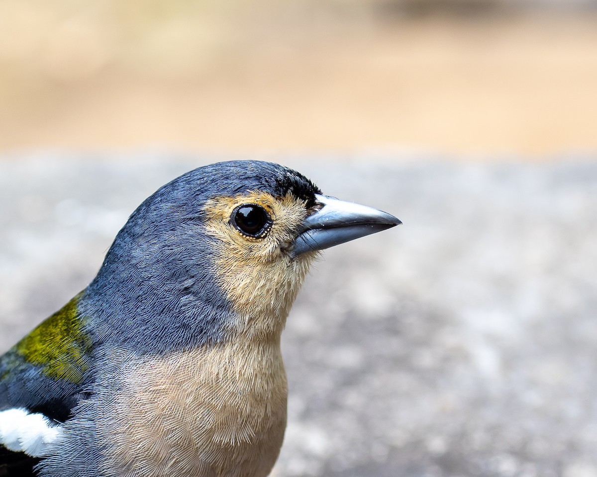 madeirafink - ML643126828