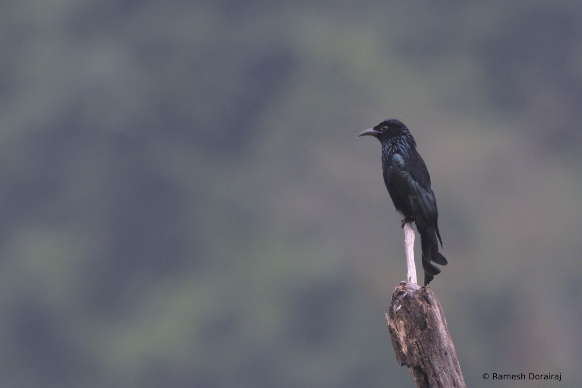 Hair-crested Drongo - ML643126841