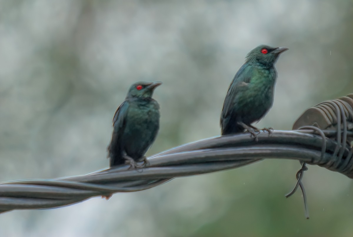 Asian Glossy Starling - ML643126842