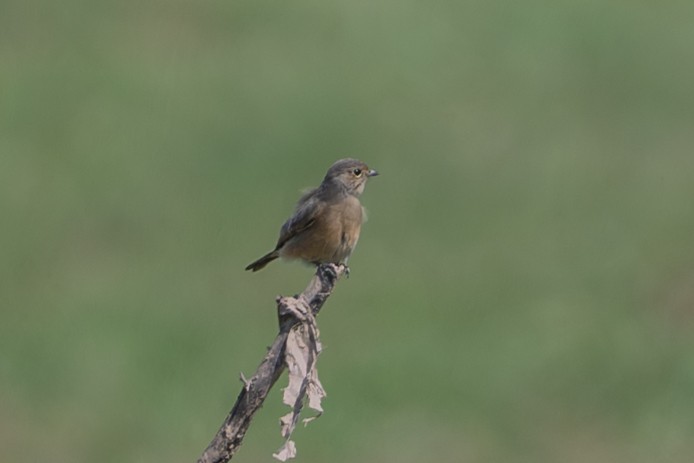 Pied Bushchat - ML643126859