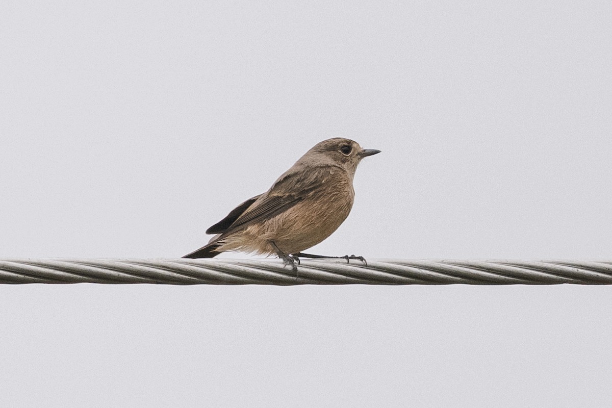 Pied Bushchat - ML643126860