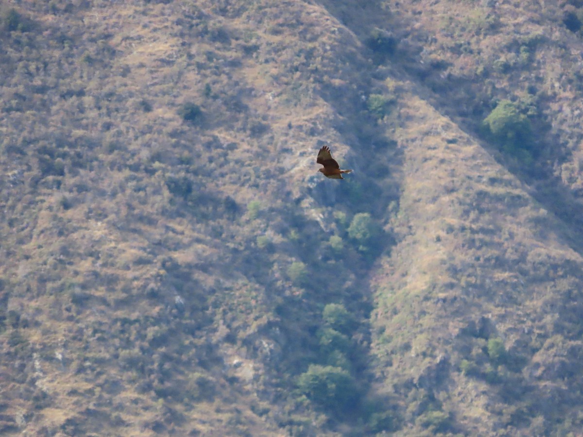 Swamp Harrier - ML643126868