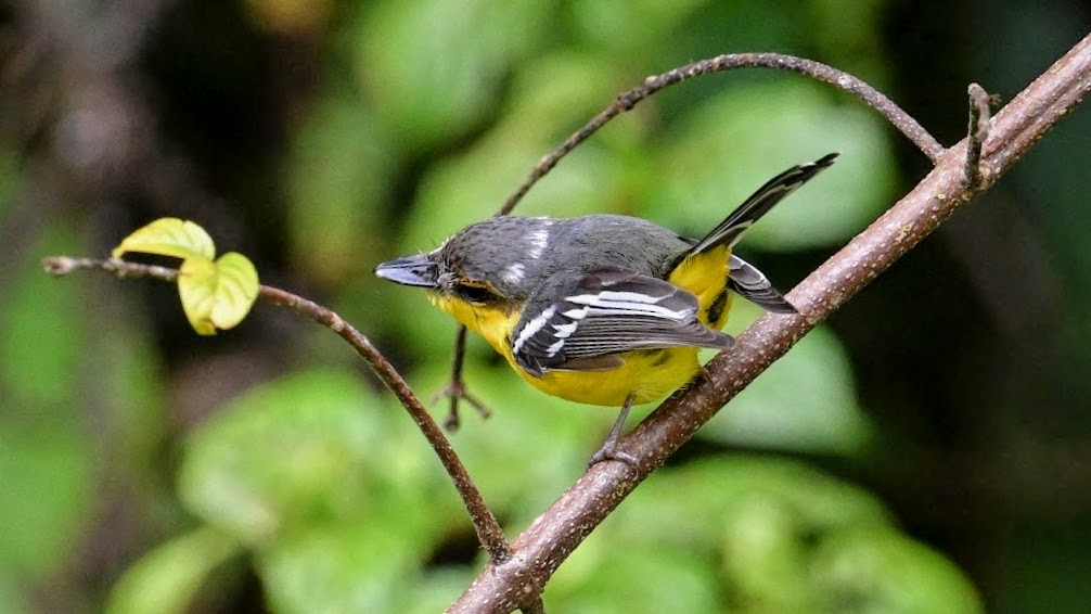 Black-breasted Boatbill - ML643126869