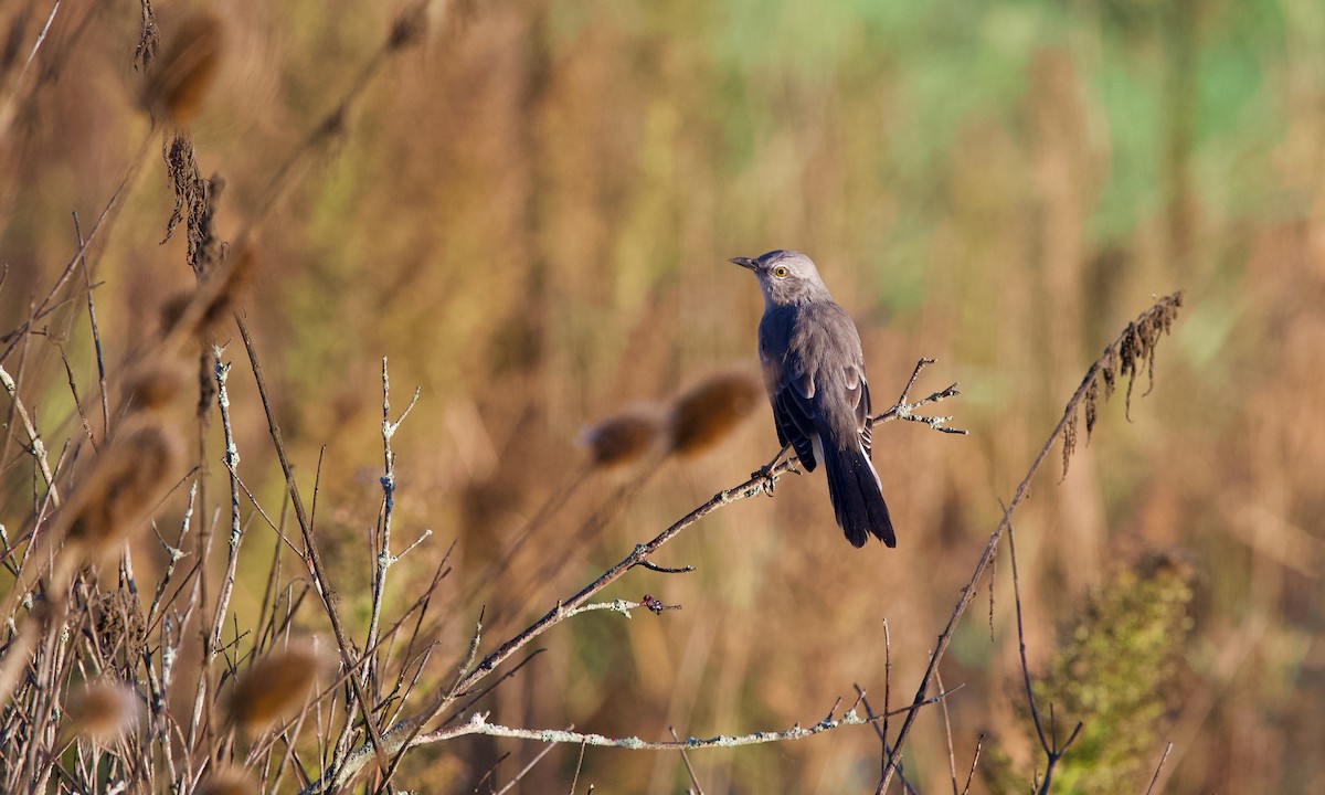 Northern Mockingbird - ML643126880