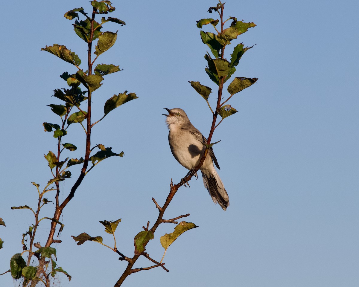 Northern Mockingbird - ML643126881